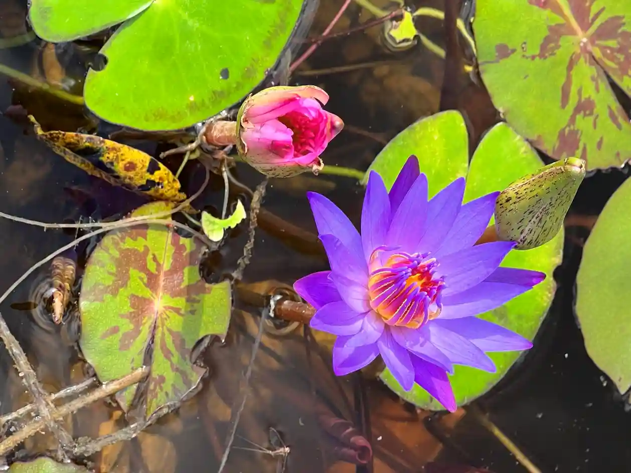 Terrario sitpach Estanque 1