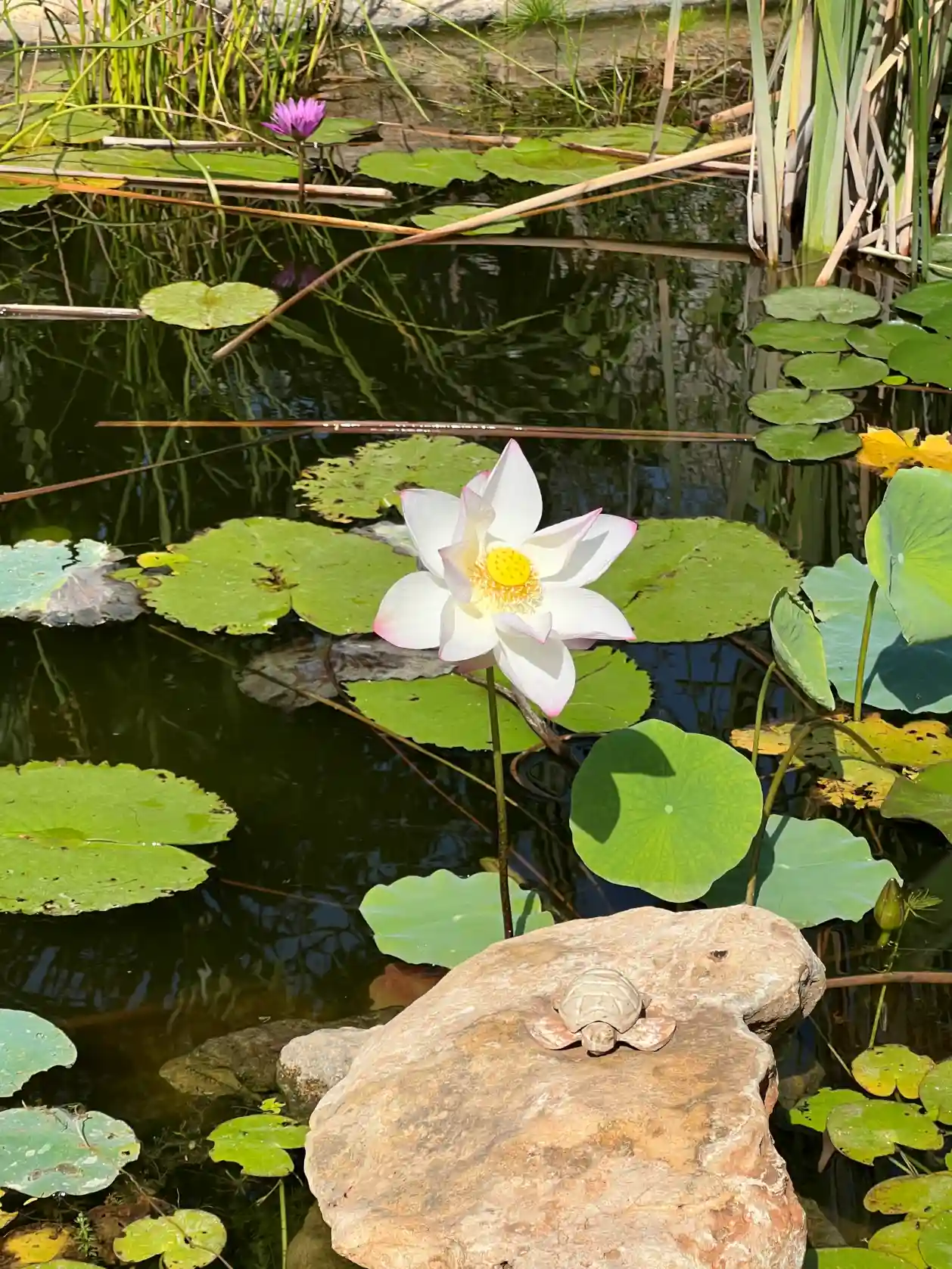 Terrario sitpach Estanque 8