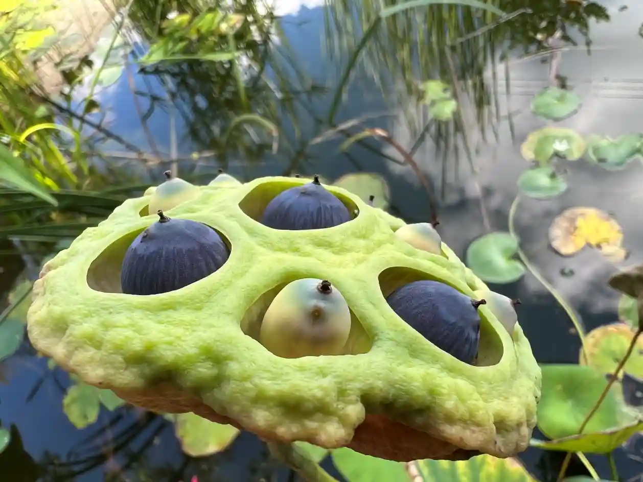 Terrario sitpach Estanque