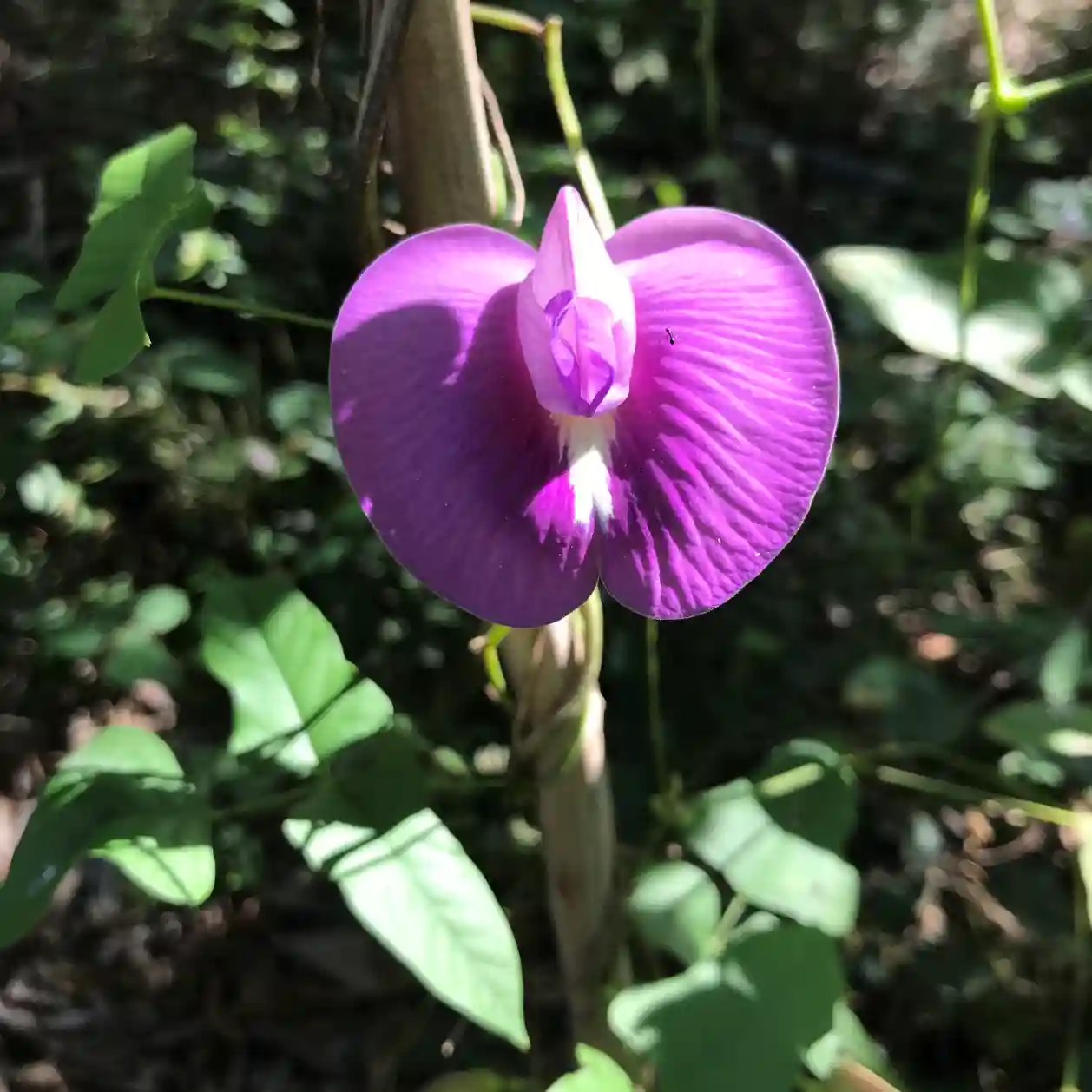 Terrario sitpach biodiversidad 1