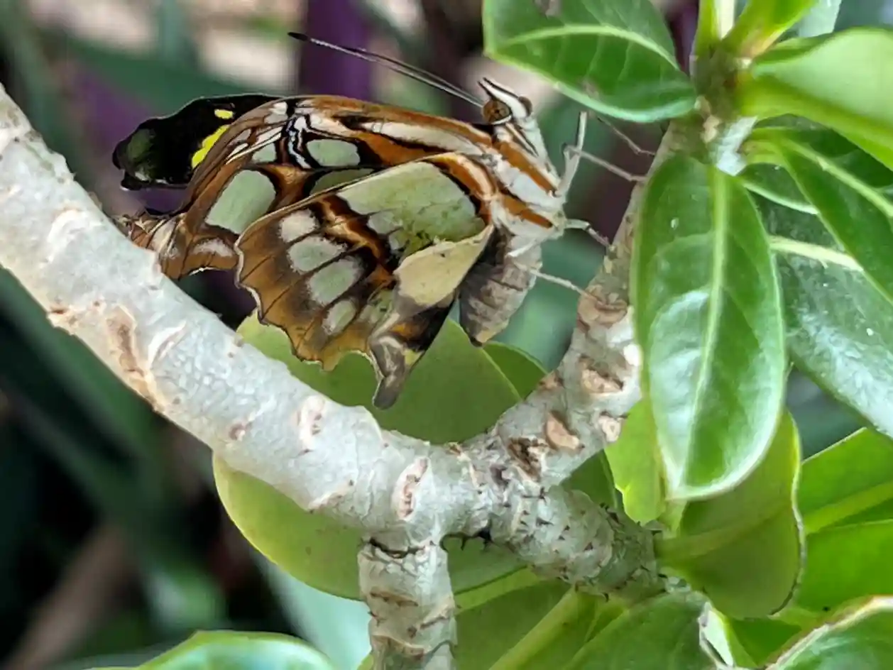 Terrario sitpach biodiversidad 11