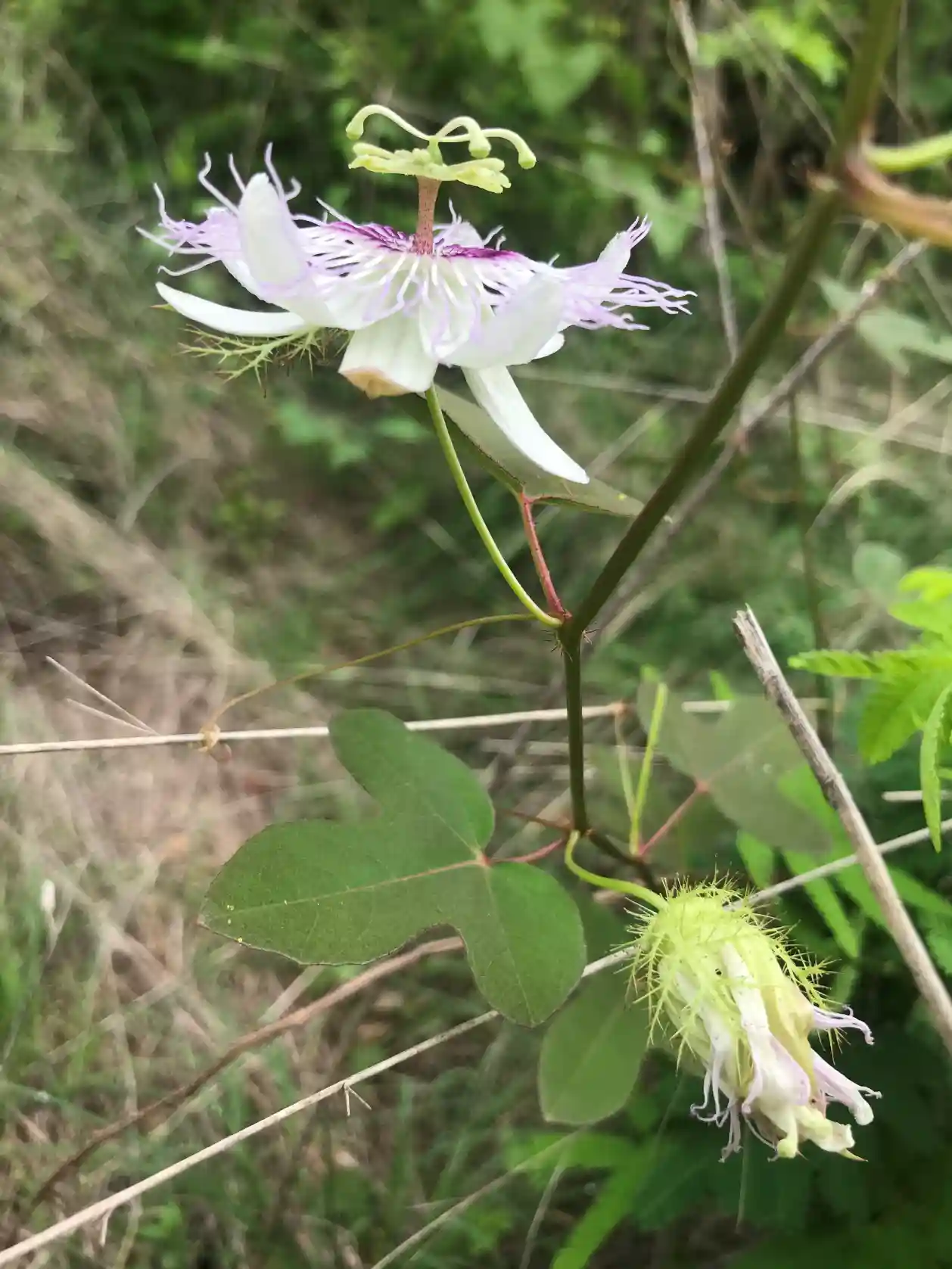 Terrario sitpach biodiversidad 14