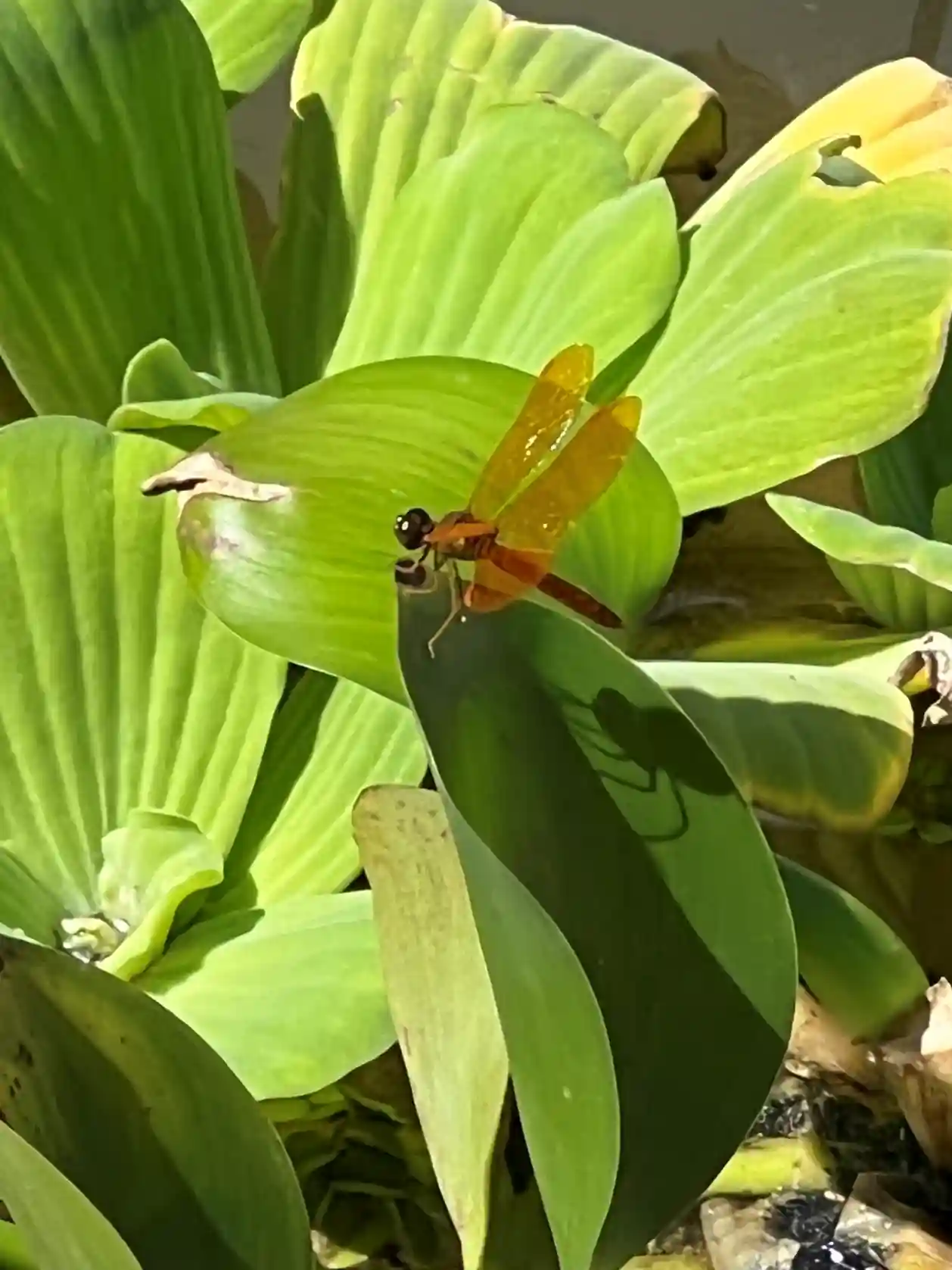 Terrario sitpach biodiversidad 17