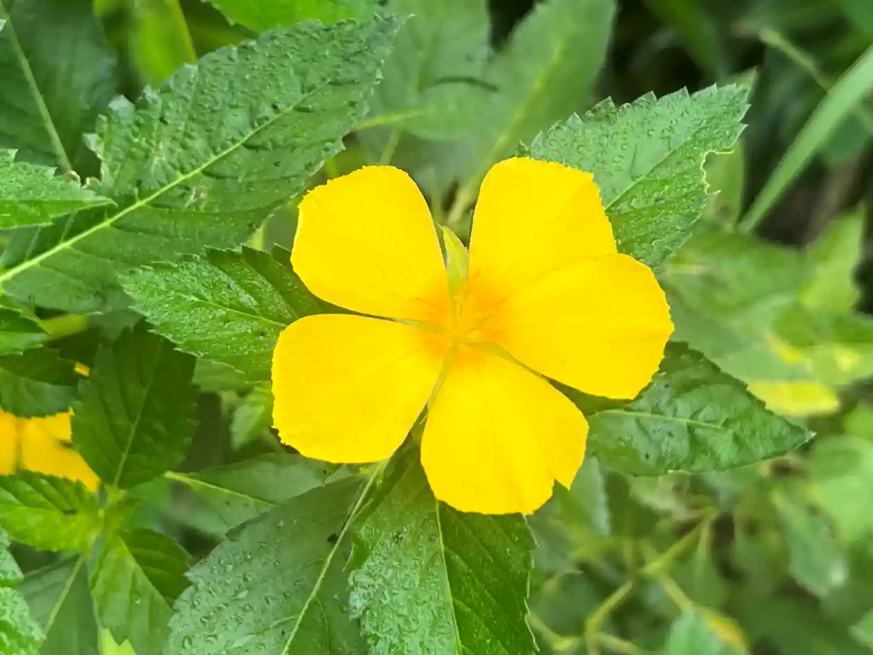 Terrario sitpach biodiversidad 19