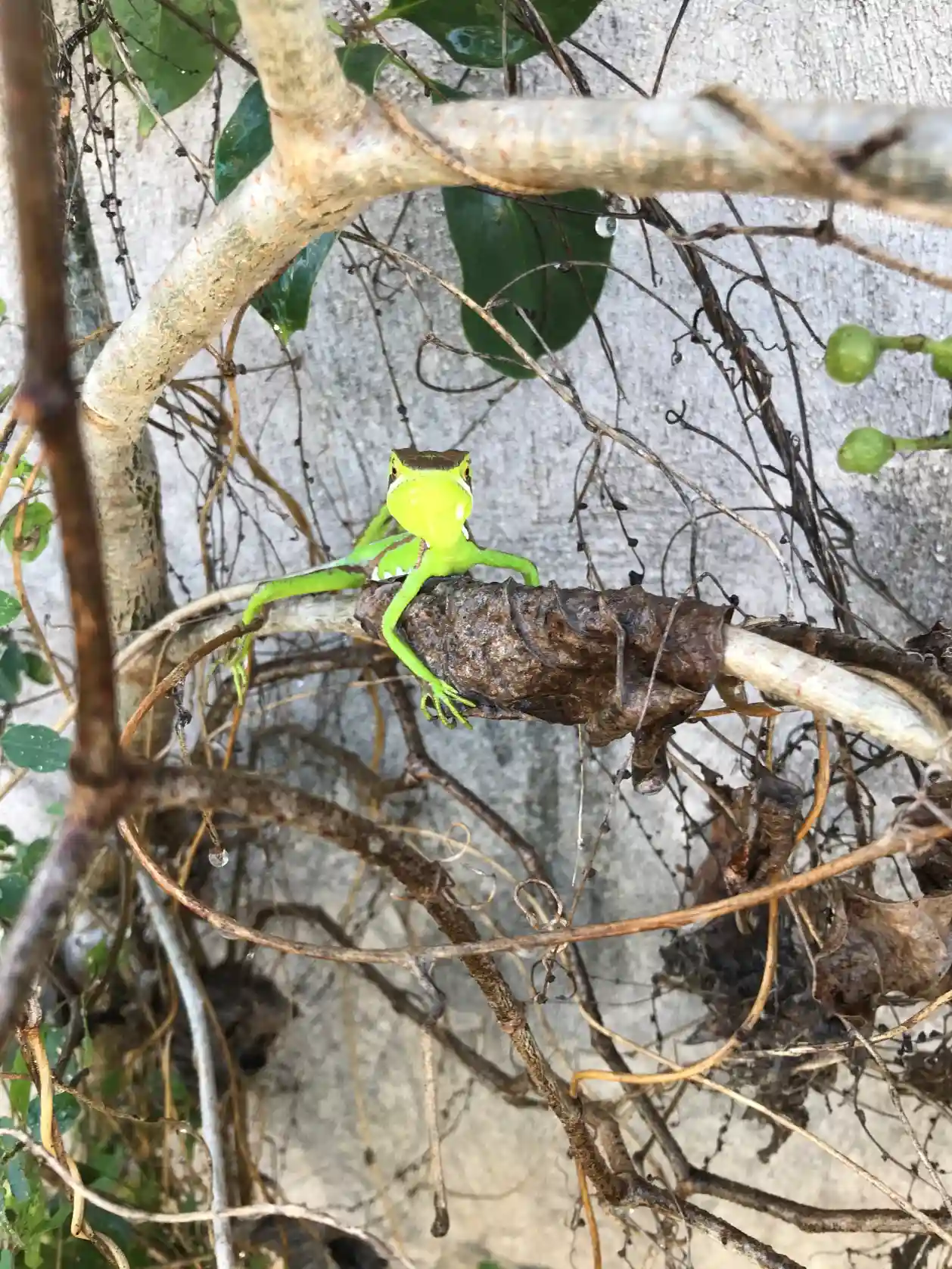 Terrario sitpach biodiversidad 26