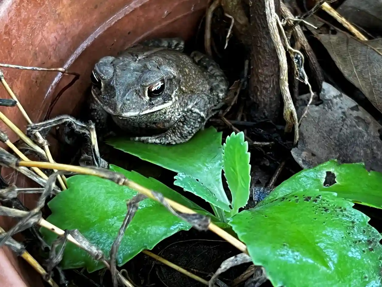 Terrario sitpach biodiversidad 3