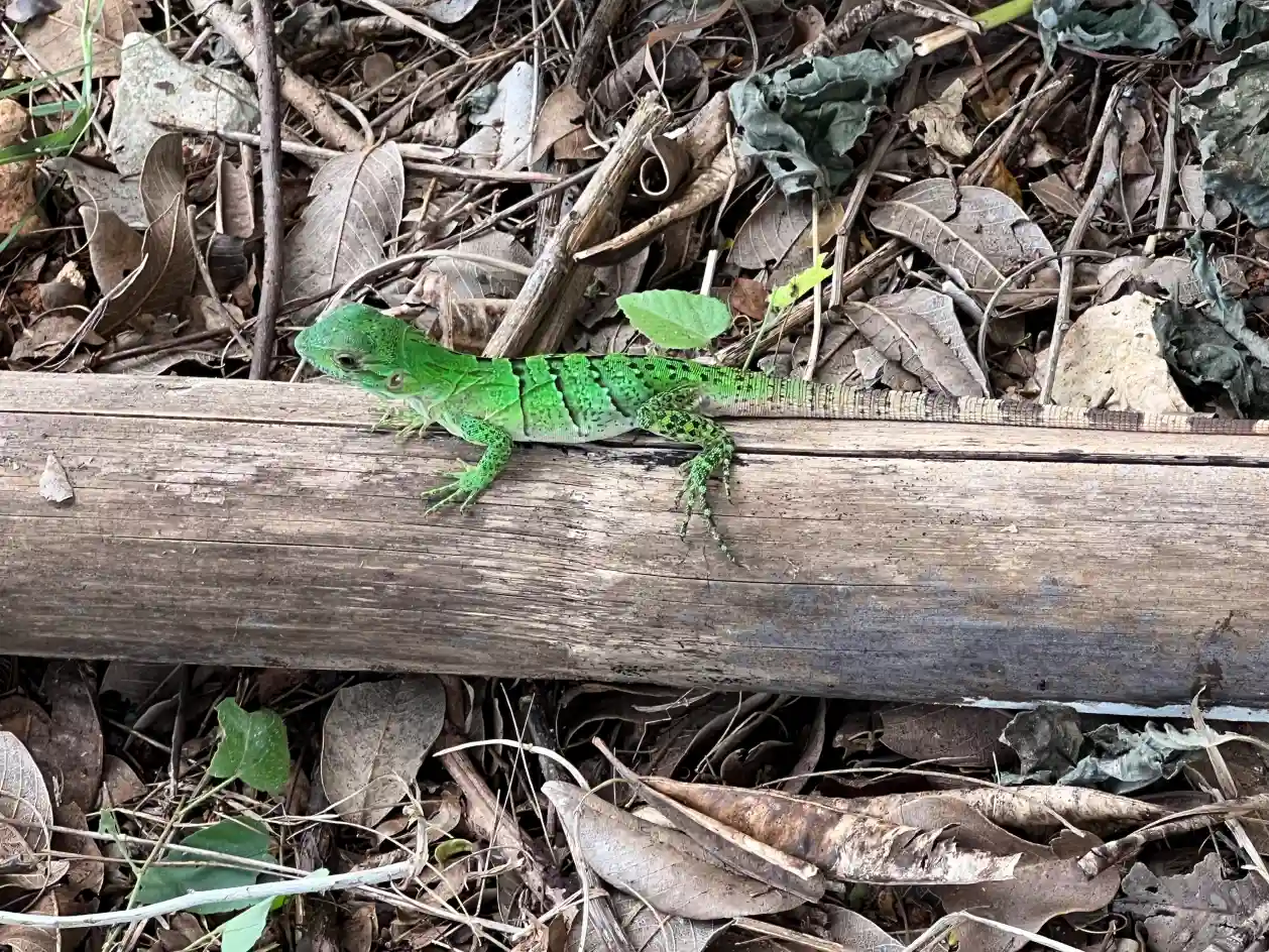 Terrario sitpach biodiversidad 7