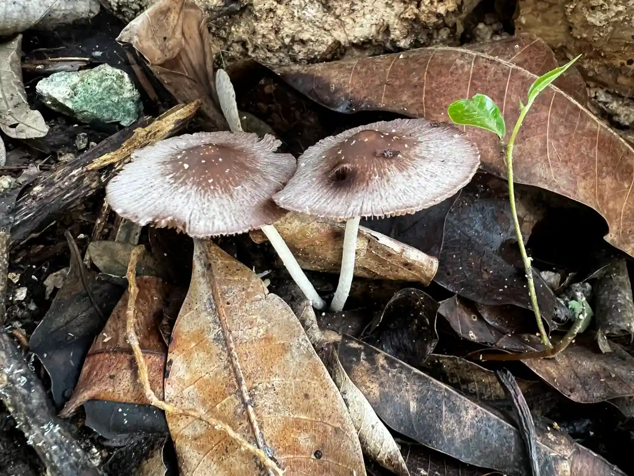 Terrario sitpach biodiversidad 9
